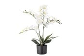 Dekorasjon - Bloomingville Orchid - 82061501
