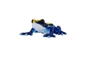 Figurer - Mojo Wildlife Poison Dart Frog Blue - 381069