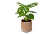 Dekorasjon - Simiu GROWLOFT - Flower Pot Shelter With Drip Tray - Ivory - 8.2cm high - 5714255012125