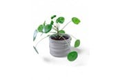 Dekorasjon - Simiu CLAYLA - Flower pot cover 11.5 cm in diameter - 5714255012217