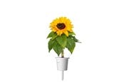 Hagevanning - Click & Grow Plant Pods 3-Pack - Mini Sunflowers - Yellow - SGR65X3