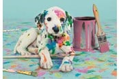 Puslespill - Clementoni Puzzle HQC The Funny Dalmatian 500 pieces 2D Puslespill - 35150