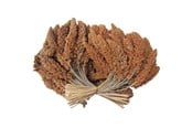 Mat, snacks & vitaminer - Hobby First Røde hirsekolber 25 kg - 0599