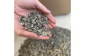 Mat, snacks & vitaminer - Natural Stribet solsikke - dobbeltrensede 15 kg - 0567