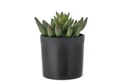 Dekorasjon - Bloomingville Echeveria - 82061505
