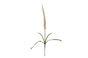 Dekorasjon - Bloomingville Foxtail - 82061510