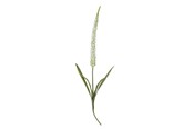 Dekorasjon - Bloomingville Foxtail - 82061511