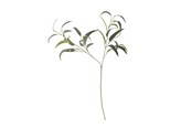 Dekorasjon - Bloomingville Eucalyptus - 82061519