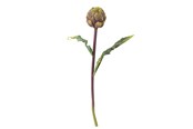 Dekorasjon - Bloomingville Protea - 82061523