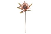 Dekorasjon - Bloomingville Protea - 82072832