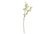 Dekorasjon - Bloomingville Hawthorn - 82061509
