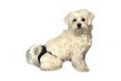 Hund - KRUUSE BUSTER innlegg til løpetidsbukser, str. 3-5, stor, - 286013