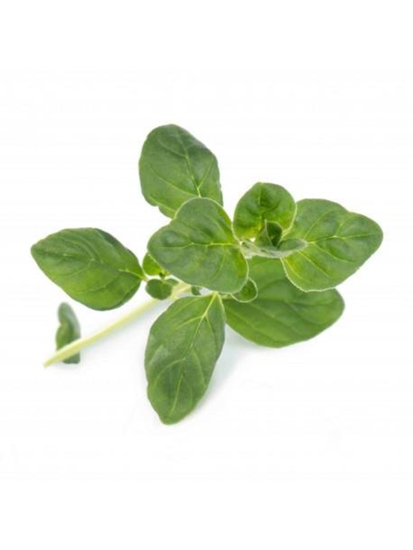 Veritable Lingot Organic Oregano