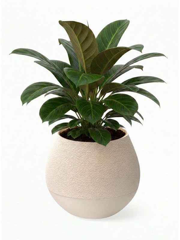 Simiu KAPKA - Flower Pot Shelter With Self-Watering System - Ivory - Ø:11.5