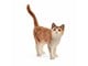 Schleich - Schleich katt - 13836