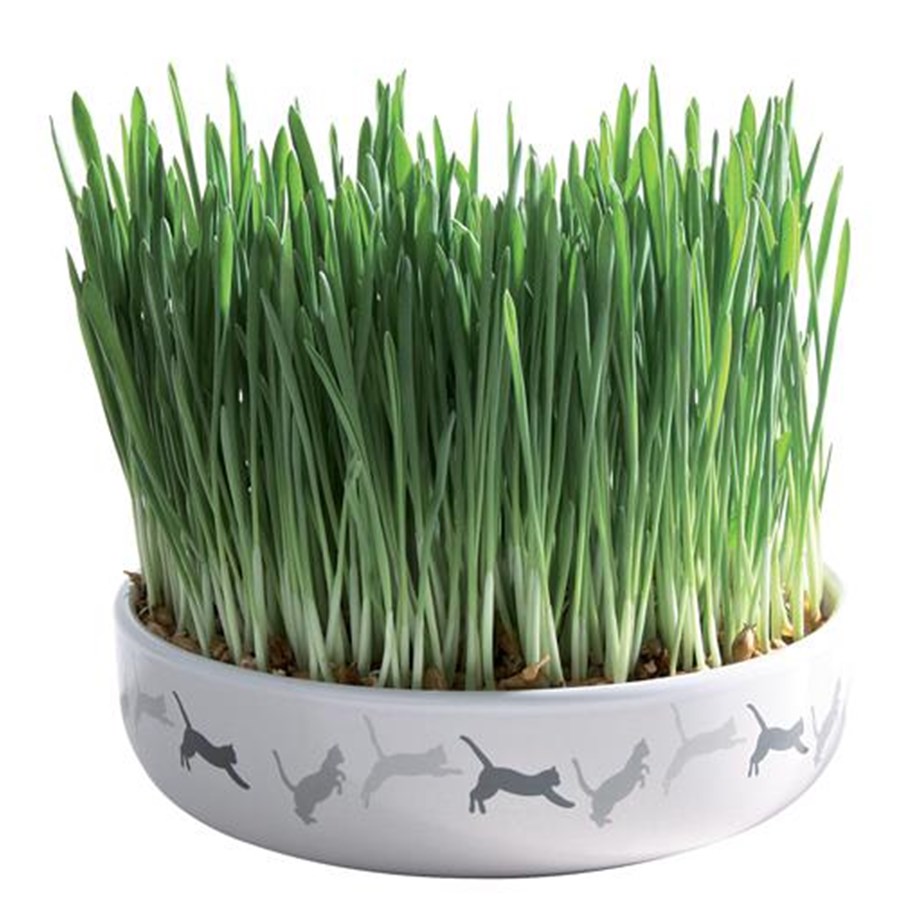 Katt - Trixie Ceramic Bowl with Cat Grass ø 15 x 4 cm - TX42341