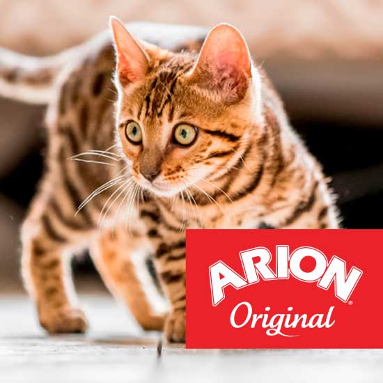 Arion Original katt