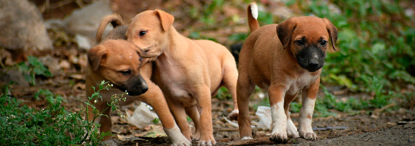 Hundehvalpe
