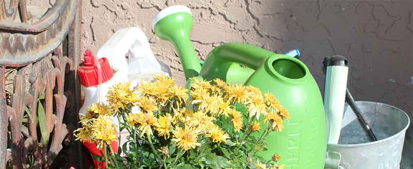 Gule blomster står sammen med grønn vannkanne, gjødsel og metallbøtte.