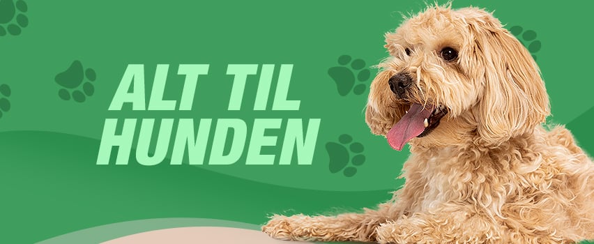 Alt til hunden